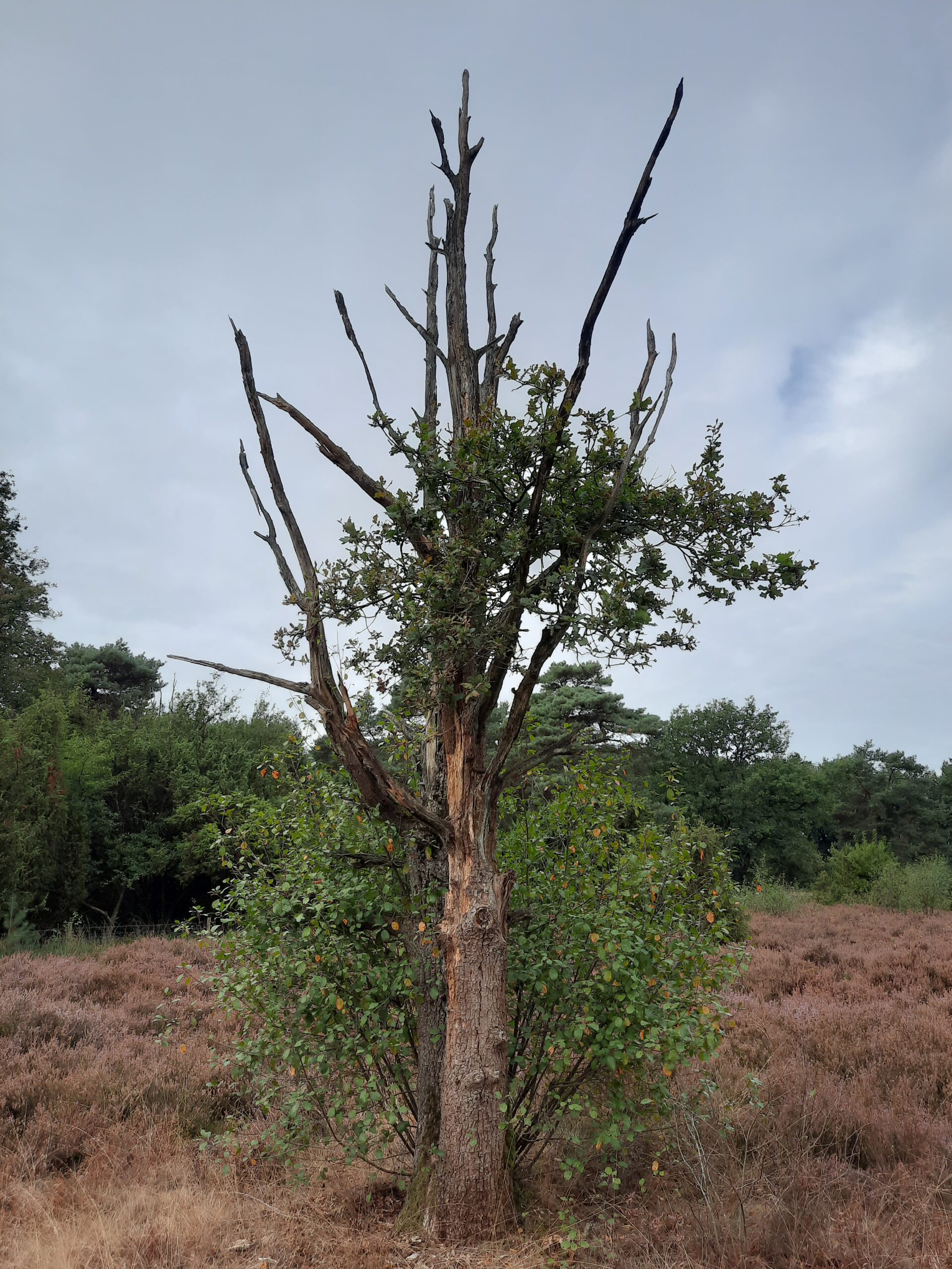De eerste kaart van 't Ruige Veld